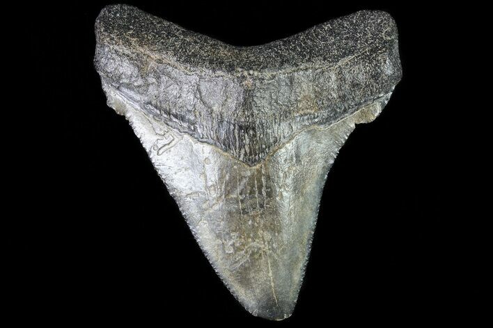 Fossil Chubutensis Tooth - Megalodon Ancestor #83585